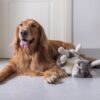 animal welfare